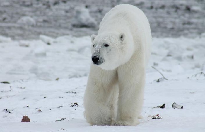 On The Path Of The Polar Bear